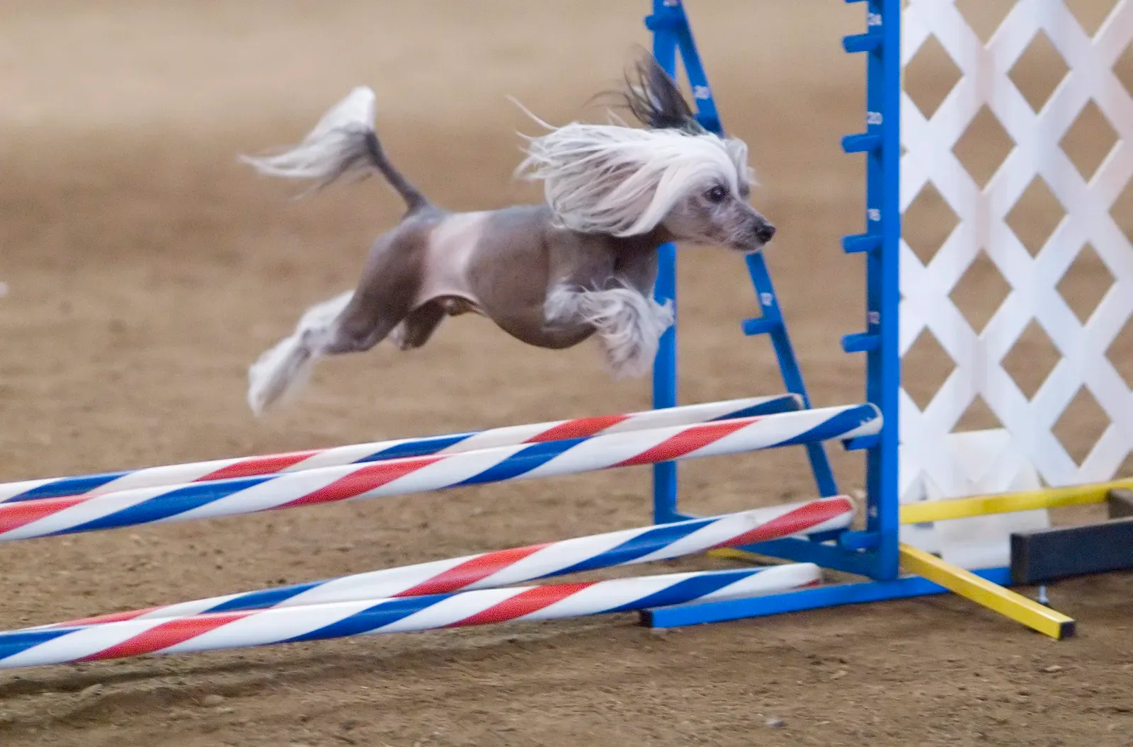 Chinesischer Schopfhund mit wehendem weißem Fell springt über eine gestreifte Agility-Hürde