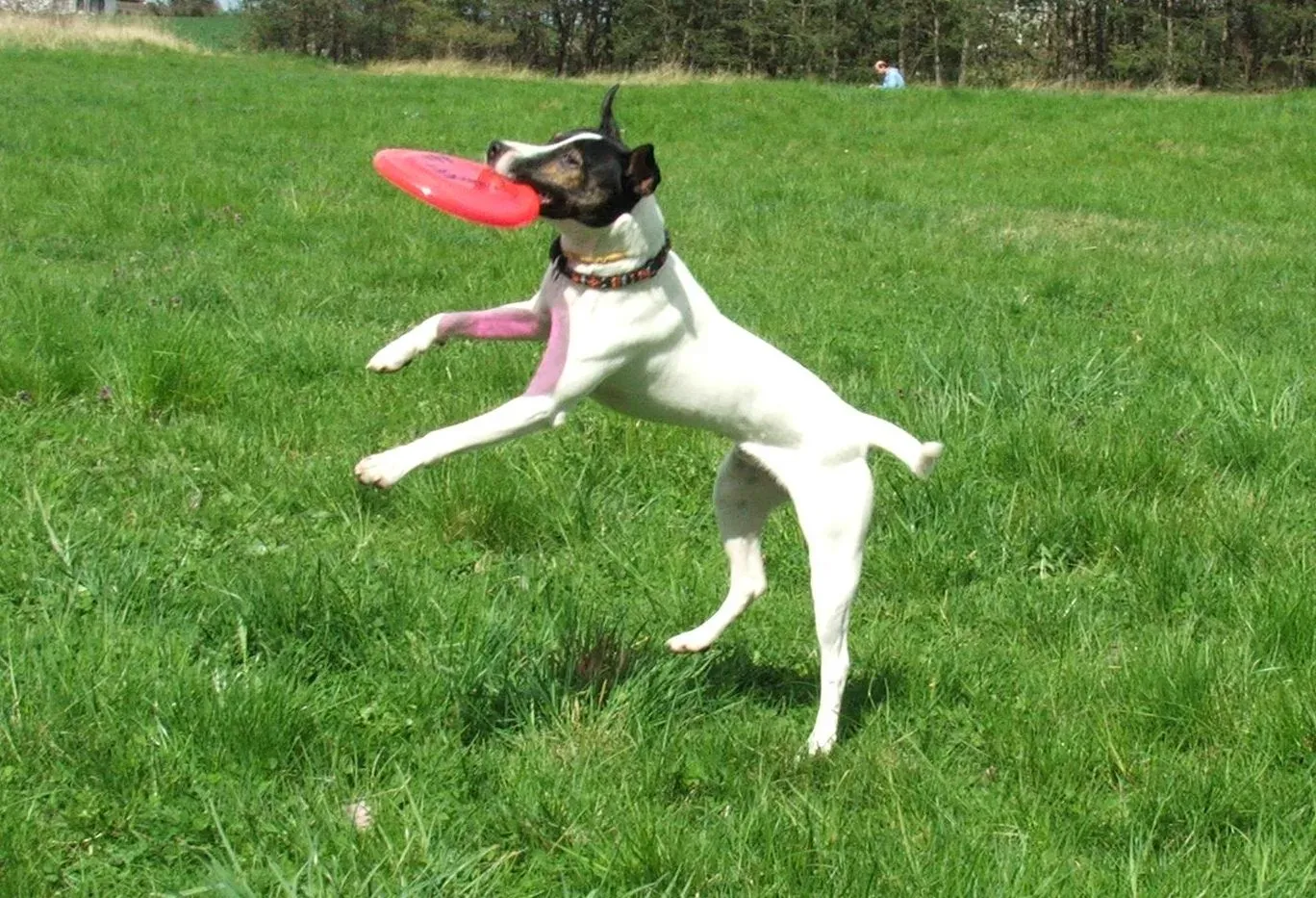 Weißer Hund mit schwarzem Kopf springt auf einer Wiese hoch und fängt eine rote Wurfscheibe