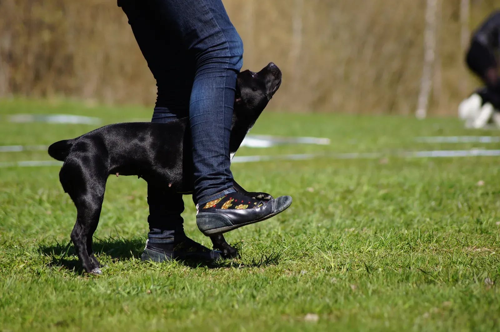 Schwarzer Hund läuft im Slalom durch die Beine seiner Hundeführerin