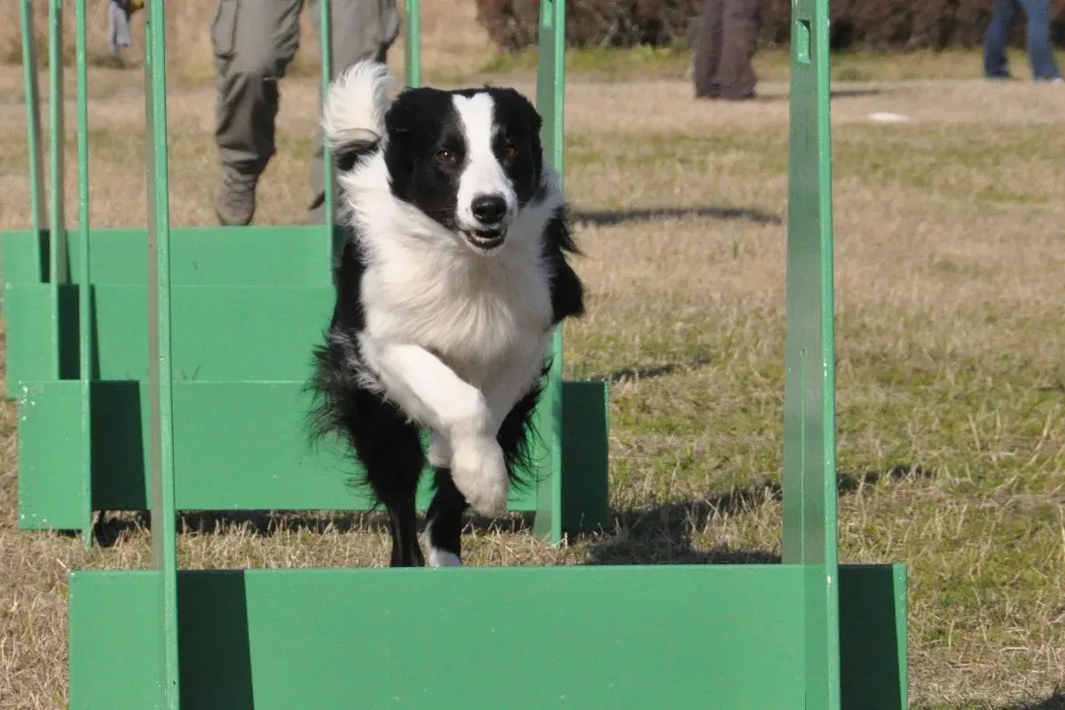 Schwarz-weißer Border Collie springt über eine grüne Flyball-Hürde auf die Kamera zu