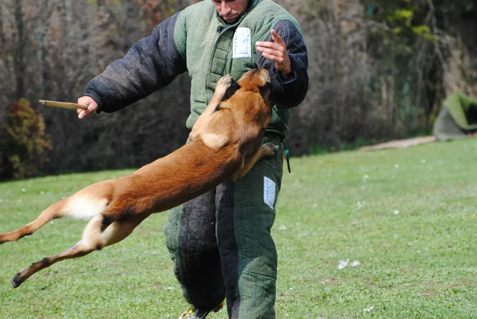 Malinois springt einen Helfer im Schutzanzug an und fasst den Schutzarm