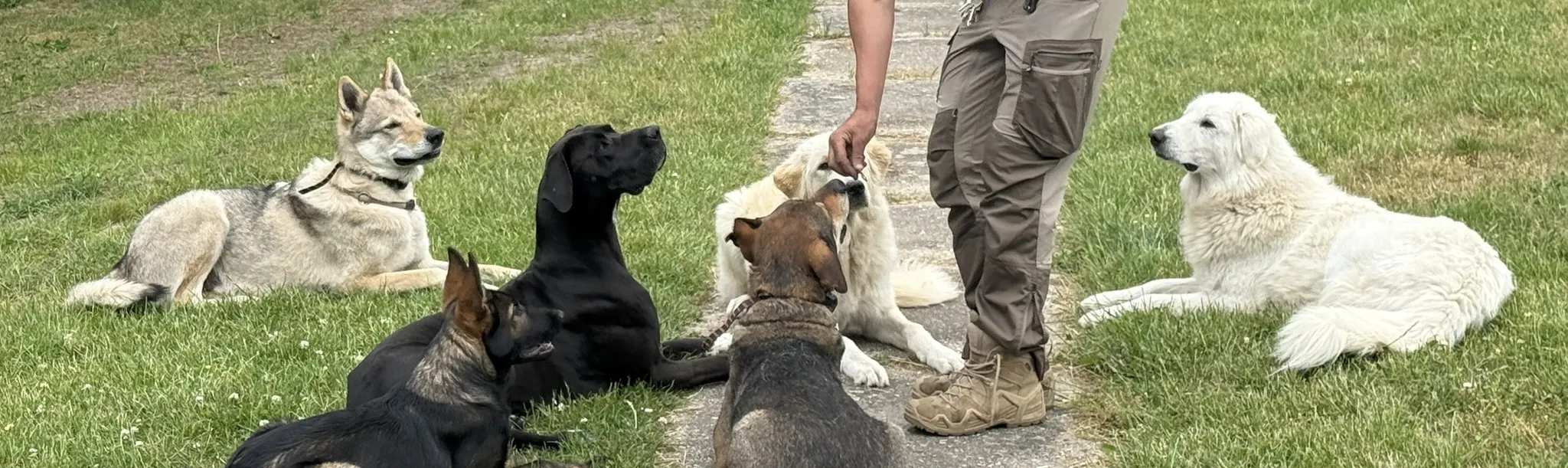 Susanne mit einer Gruppe Hunde am Forsthaus Parnitz