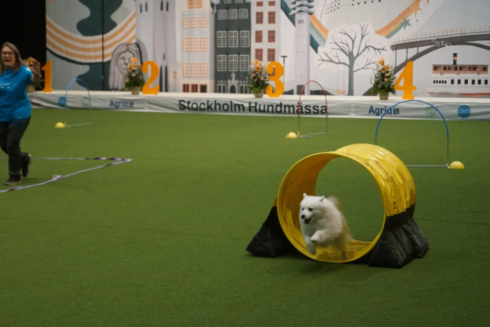 Kleiner weißer Spitz läuft bei einer Hundemesse durch einen gelben Tunnel, die Hundeführerin lenkt ihn aus der Entfernung