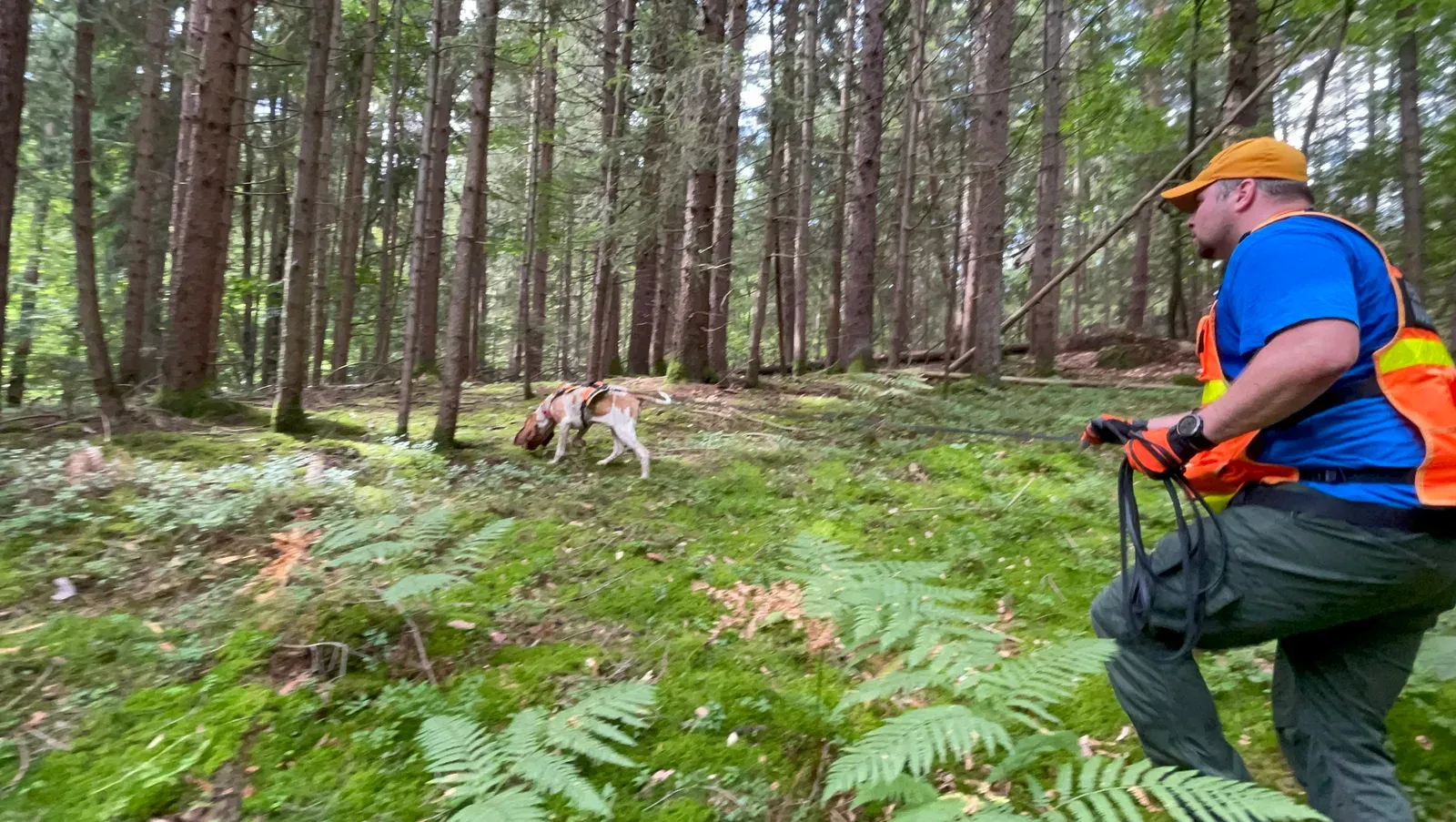 Hund an der langen Suchleine folgt im Fichtenwald einer Spur, der Hundeführer in Signalweste geht hinterher