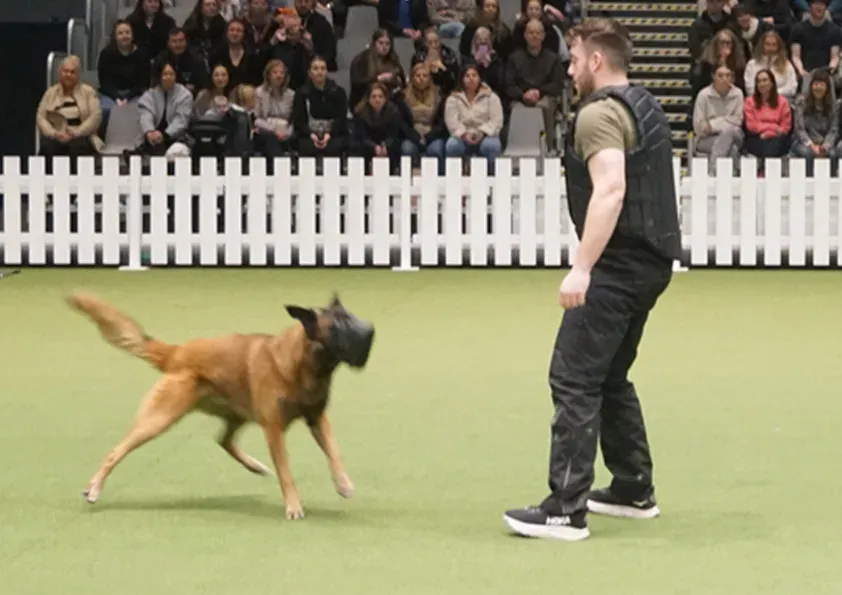 Malinois mit Maulkorb neben einem Figuranten bei einer Mondioring-Vorführung in einer Messehalle