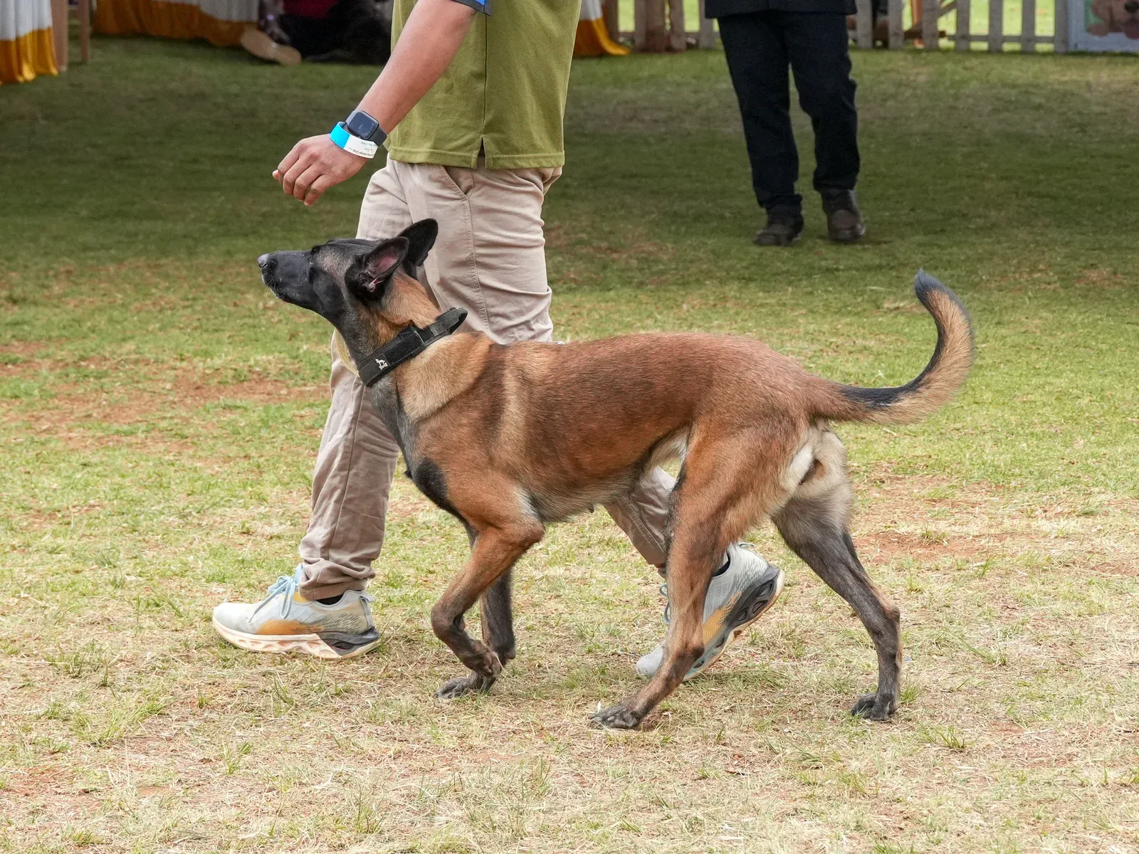 Malinois geht aufmerksam bei Fuß neben seinem Hundeführer über einen Rasenplatz