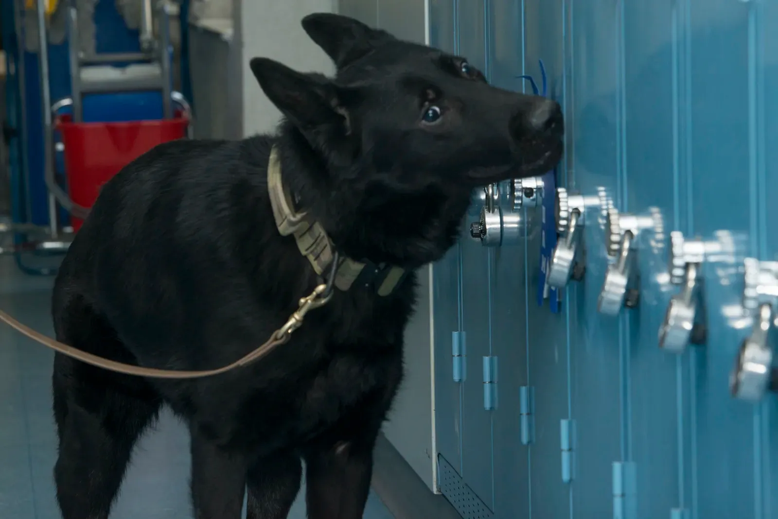 Schwarzer Spürhund schnüffelt an den Lüftungsschlitzen einer Reihe von Spinden