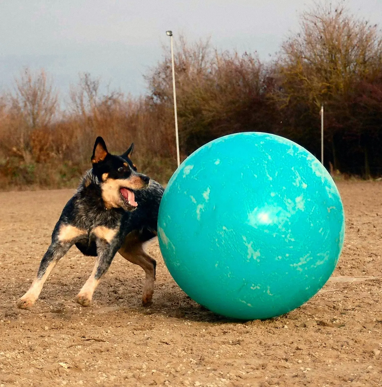 Dreifarbiger Hund schiebt einen großen türkisen Gymnastikball über einen Sandplatz