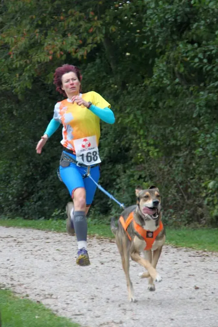 Läuferin mit Startnummer und Hund im Zuggeschirr beim CaniCross auf einem Waldweg