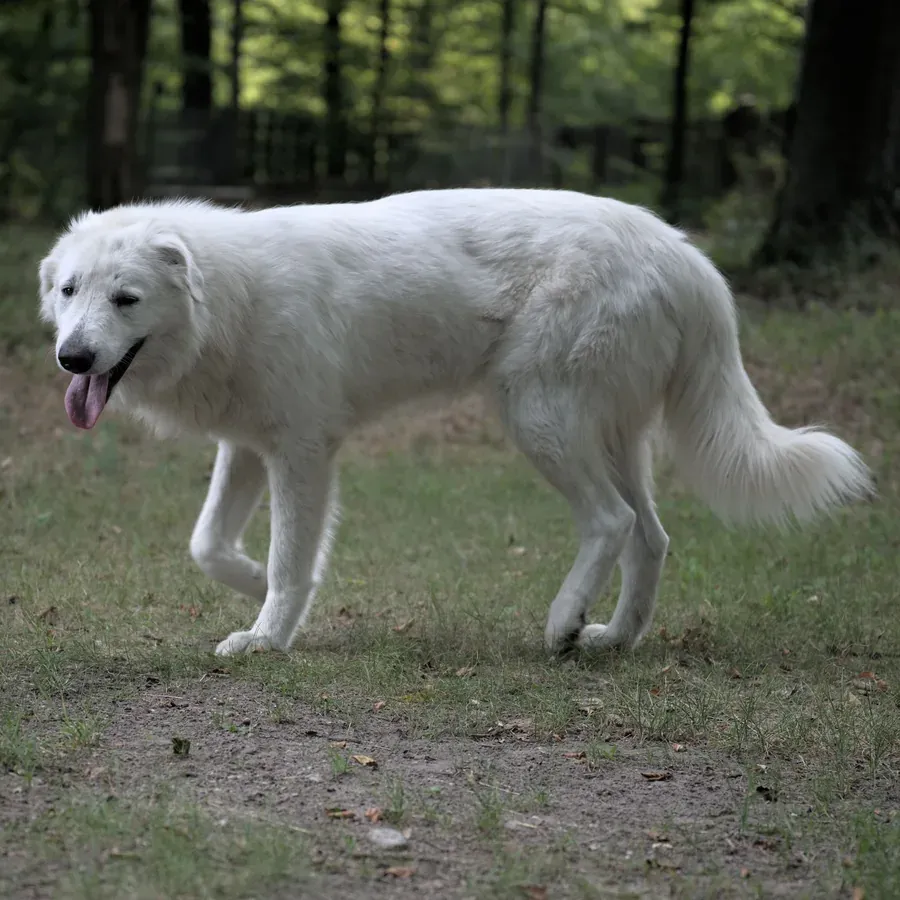 Floh-Kathi — großer weißer Hund im Wald, Seitenansicht beim Gehen, Zunge heraushängend