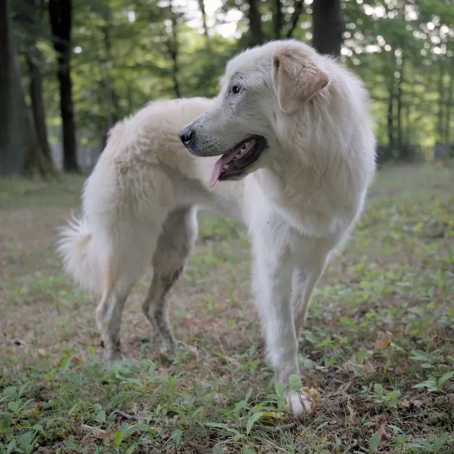 Knutella — großer weißer Hund im Wald, Dreiviertelprofil mit dem Kopf über die Schulter zum Betrachter gedreht, Zunge entspannt heraushängend