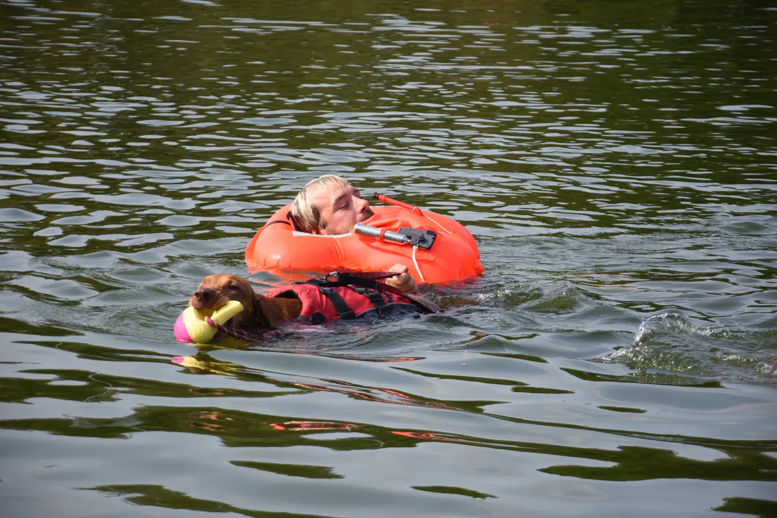 Hund mit Schwimmweste zieht eine Person mit orangem Schwimmring durch einen See